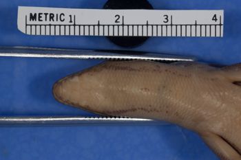 Media type: image;   Herpetology R-33533